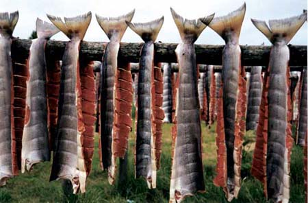 Well-prepared salmon hung on drying racks at a local fish camp