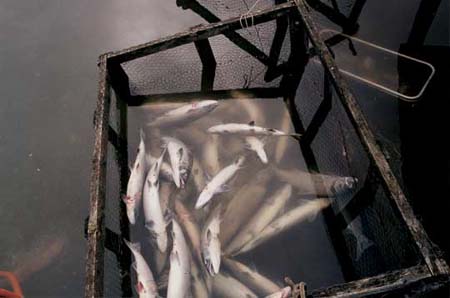 Sockeye salmon in a fish bin in Nondalton