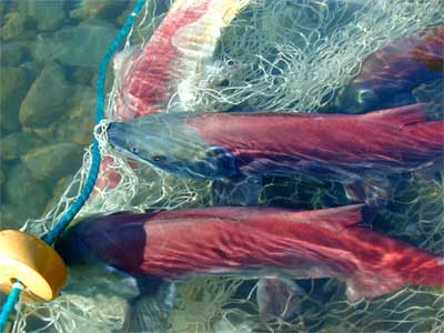 Sockeye salmon in a subsistence gillnet