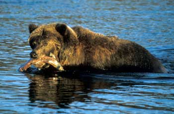 brown bear at Brooks Camp, Katmai National Park, Alaska