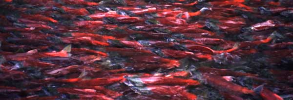 Sockeye salmon spawning