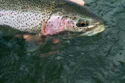 rainbow trout