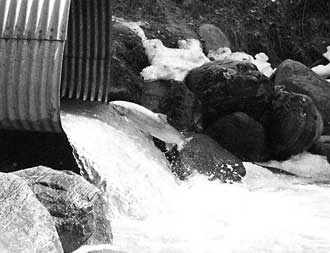 salmon jumping into a culvert