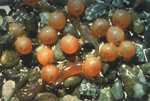 eyed salmon eggs