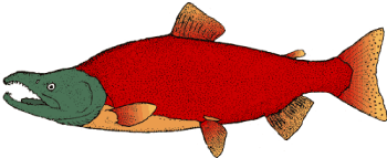 sockeye salmon drawing